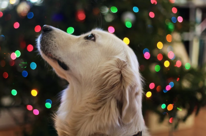 New ASDA Money research shares what Brits gift their pups at Christmas