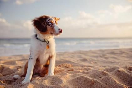 Canine Cottages reveals the top five best Easter holiday dog walks in the UK
