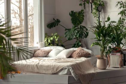 40% of Irish people admit to unintentionally ‘killing’ their house plants