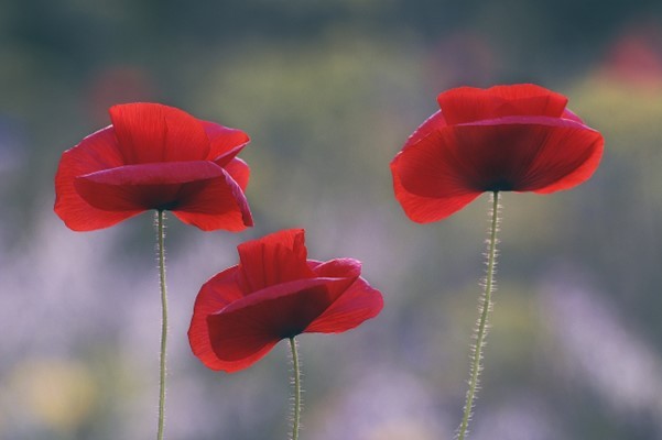 Helping children understand Remembrance Day