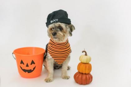 Everything you need to know about protecting pets & animals this Halloween season