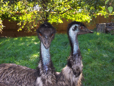 Battersea Park Children’s Zoo