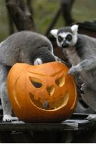 Halloween Festival at Bristol Zoo