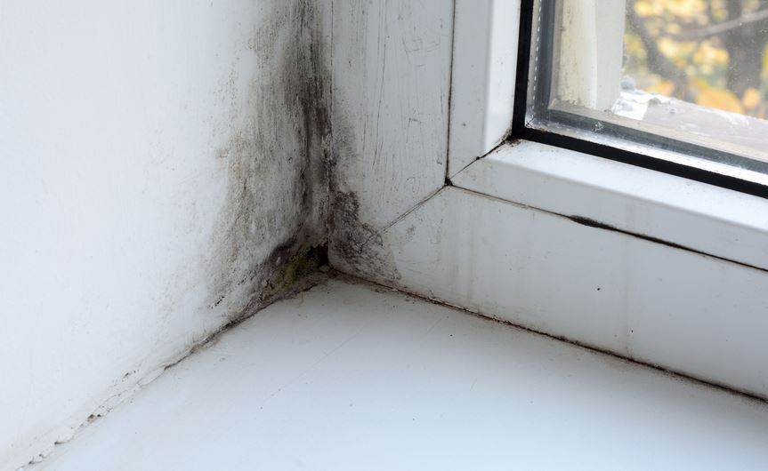 Mould In The Home How To Spot And Treat It
