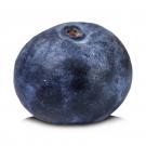 Week 7: Blueberry