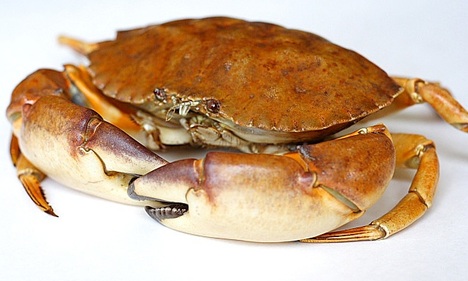 Luxury crab soup