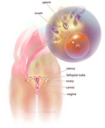 Your Pregnancy Week 2