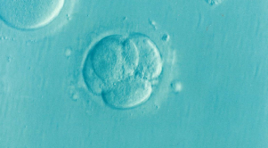 A goodbye to the ones Ill never meet: The emotions of freezing your embryos