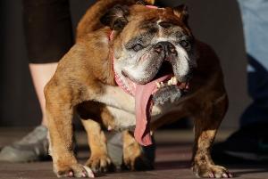 Meet the Worlds Ugliest Dog- but we love her anyways
