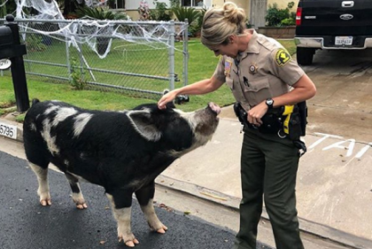 Watch: a pig the size of a mini horse was lured to safety with this snack