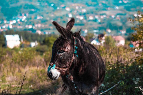 Youll never guess what adorable animal this donkey fell in love with