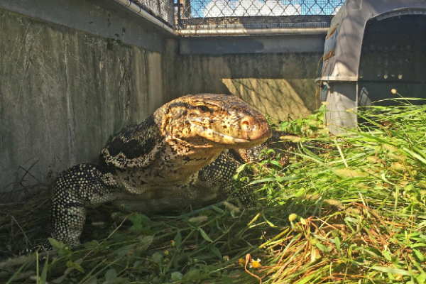 A giant lizard that terrorised a neighbourhood is finally captured 