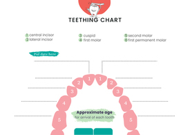 Teething chart