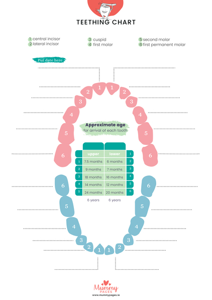 Teething chart