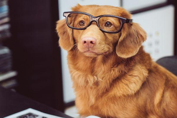 Bringing your dog to work has a positive impact on your wellbeing, study finds