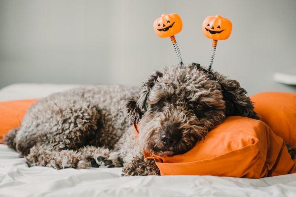 Heres how to keep your dog safe on Halloween night