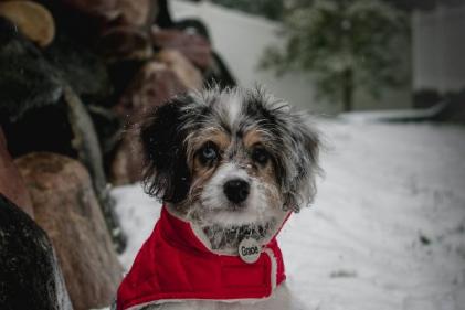 Here are 27 adorable Christmas coats for your dog