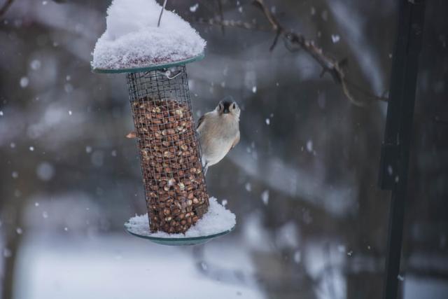 Your garden birds need little TLC this winter
