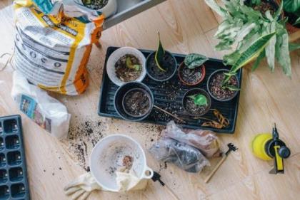 Study shows gardening reduces risks of developing depression