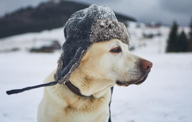 Tips & advice on looking after your pet during frost and snow
