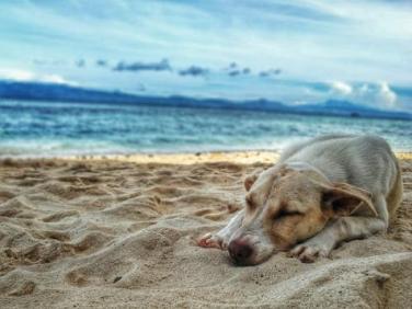 Pet safety: Helping your pup to handle the heat